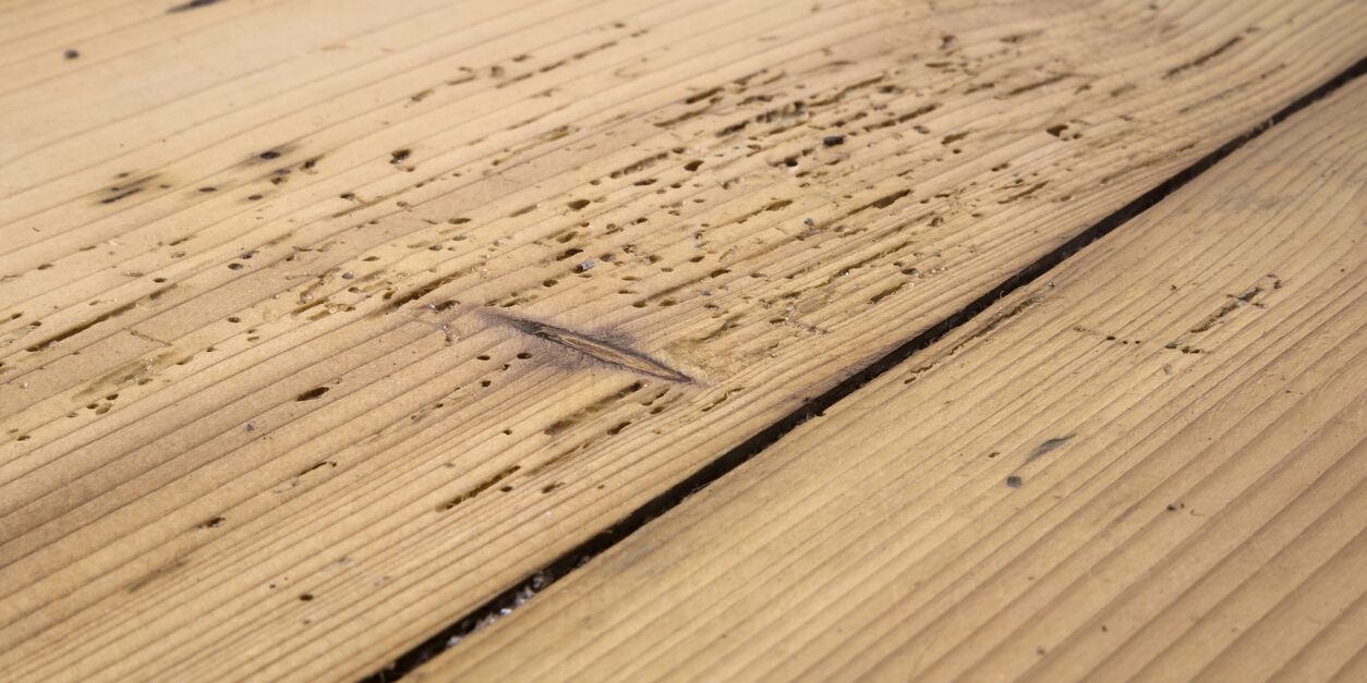 Wood damaged by woodworm Woodworm Control Rotherham, Sheffield